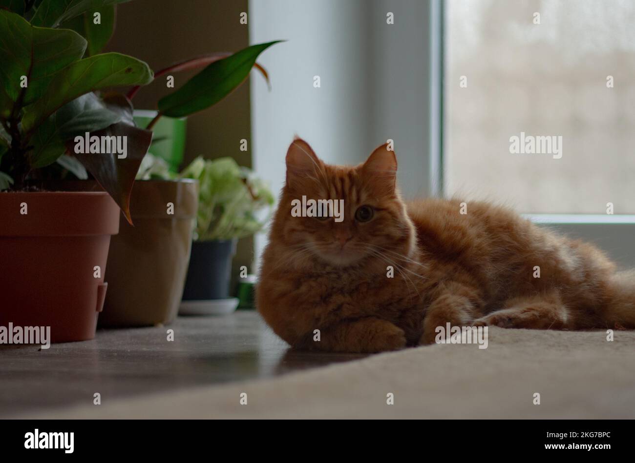 Fluffy red cat lying on the floor beautifully Stock Photo - Alamy