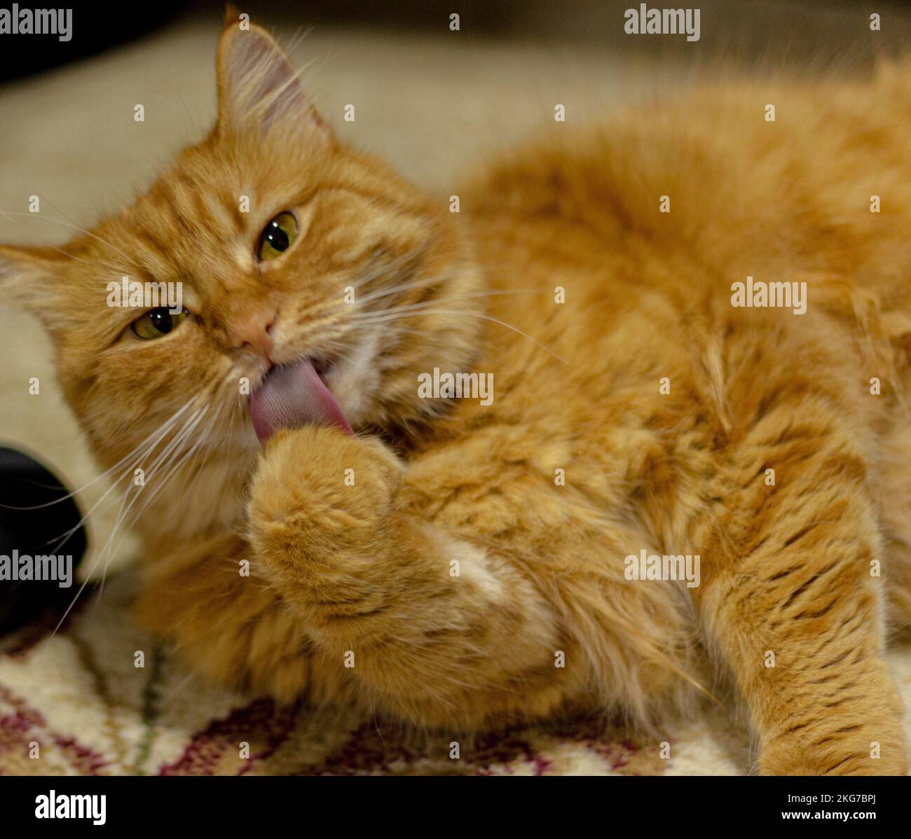 A red cat licks his paw Stock Photo Alamy
