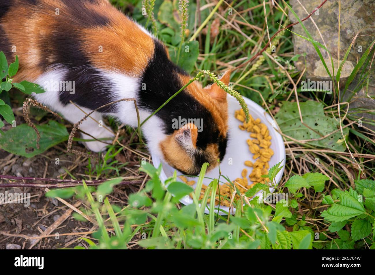Stray cat eats food from a disposable plate Stock Photo Alamy