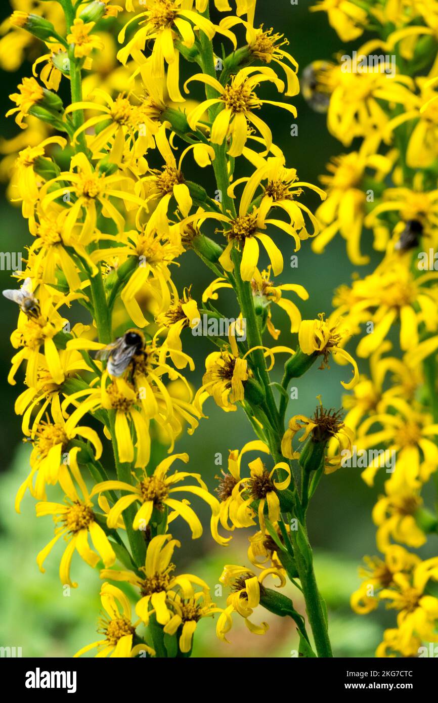 Yellow, Blossoms, Leopard Plant, Ligularia fischeri, Ligularia, Bloom, Fischers Ragwort, Flower, Blooming, Flowers Stock Photo