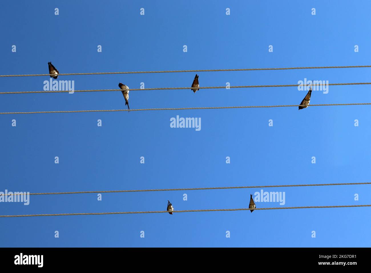 flock of swallows standing on electrical wires Stock Photo - Alamy