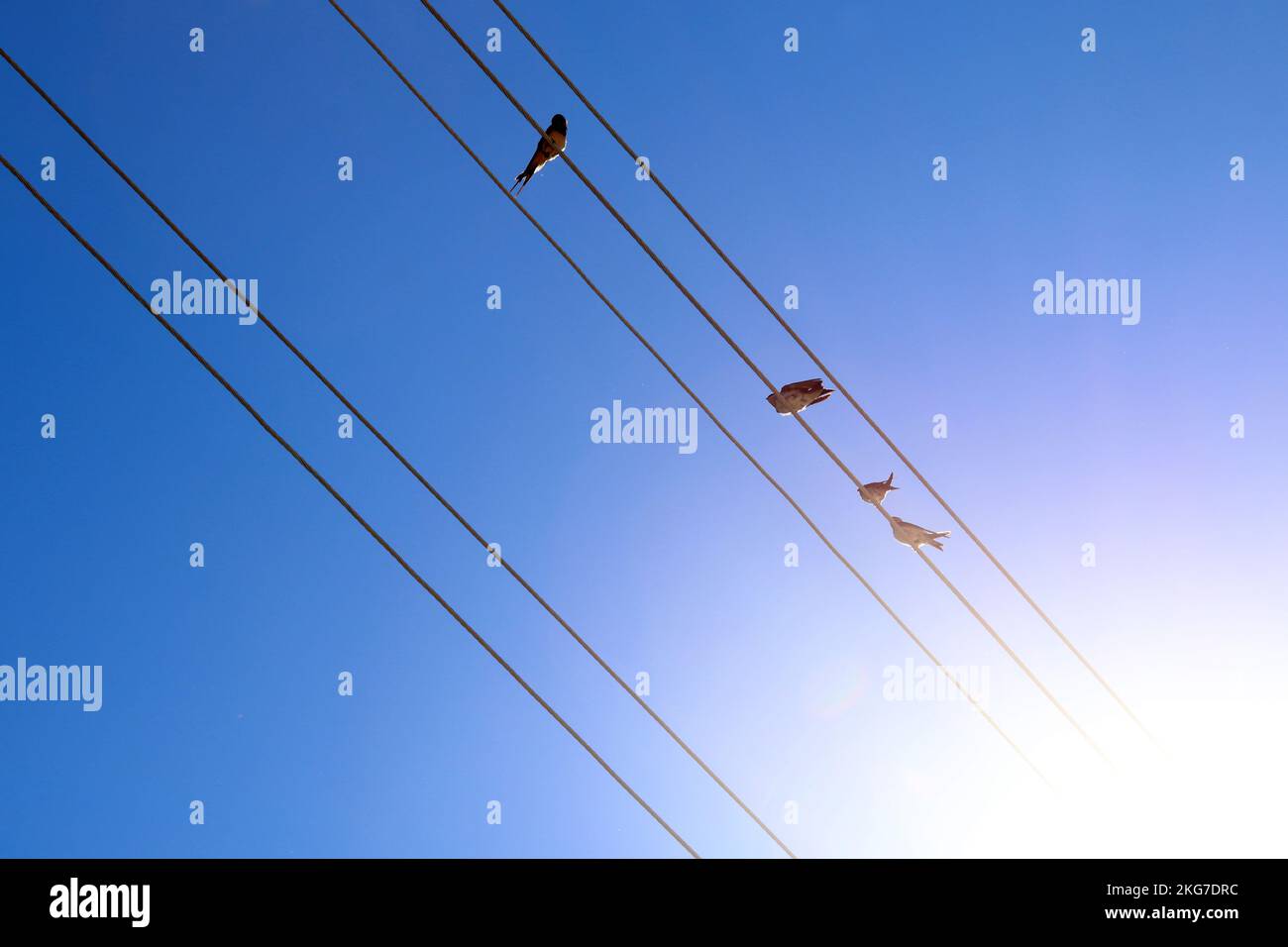 flock of swallows standing on electrical wires Stock Photo - Alamy