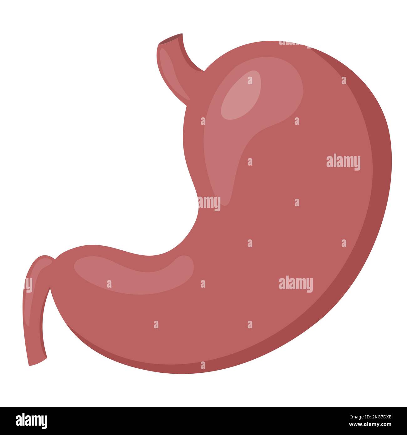 Healthy body internal organs stomach Stock Photo