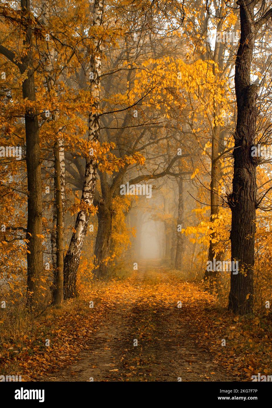Autumn alley trees Stock Photo - Alamy