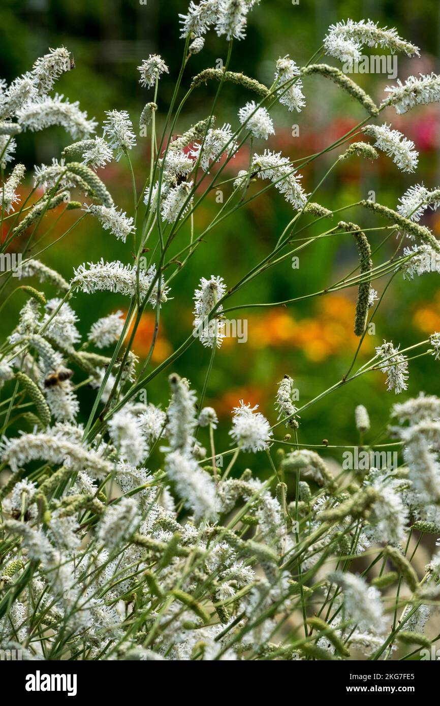 Sanguisorba Tanna White, Sanguisorba tenuifolia, Garden, Flowers, Blooming, Herbaceous, Plant, Poterium Stock Photo