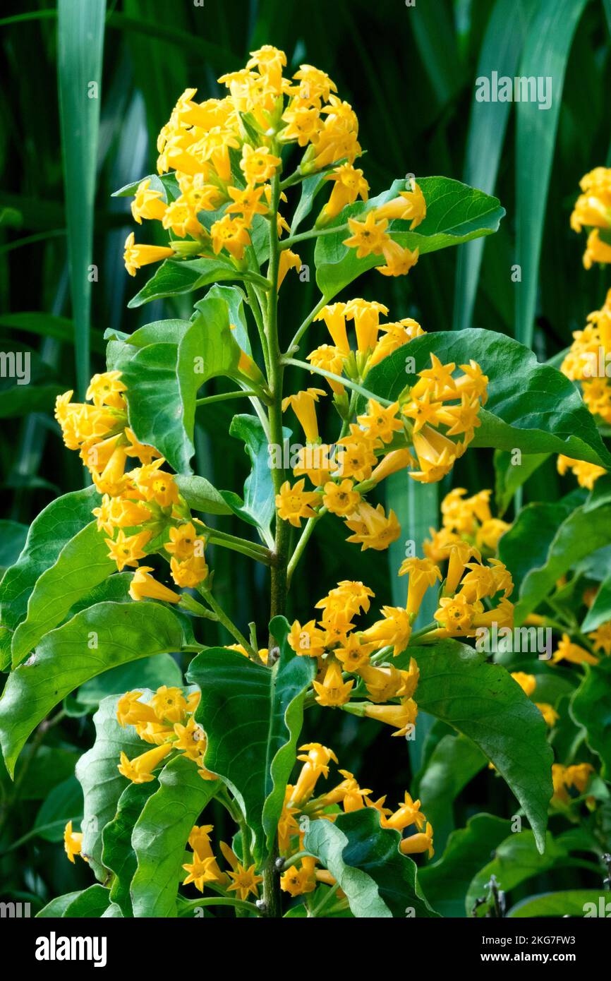 Orange, Blooms, Yellow Shrub Jessamine, Cestrum aurantiacum Stock Photo