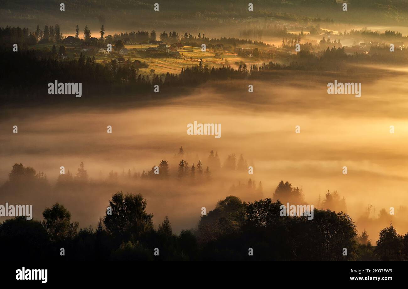 Misty landscape with trees Stock Photo - Alamy