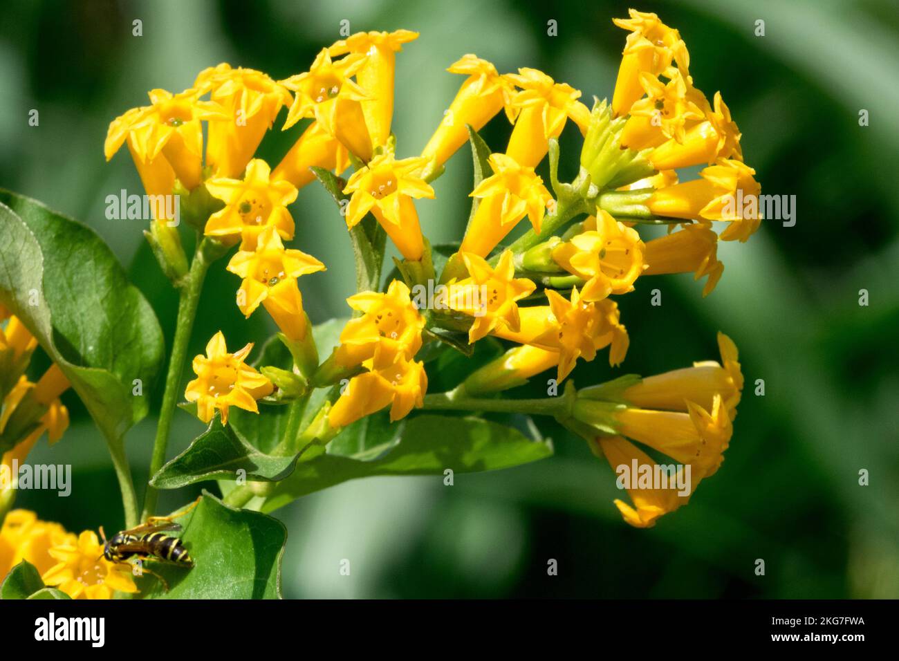 Yellow Shrub Jessamine, Cestrum aurantiacum bloom Stock Photo
