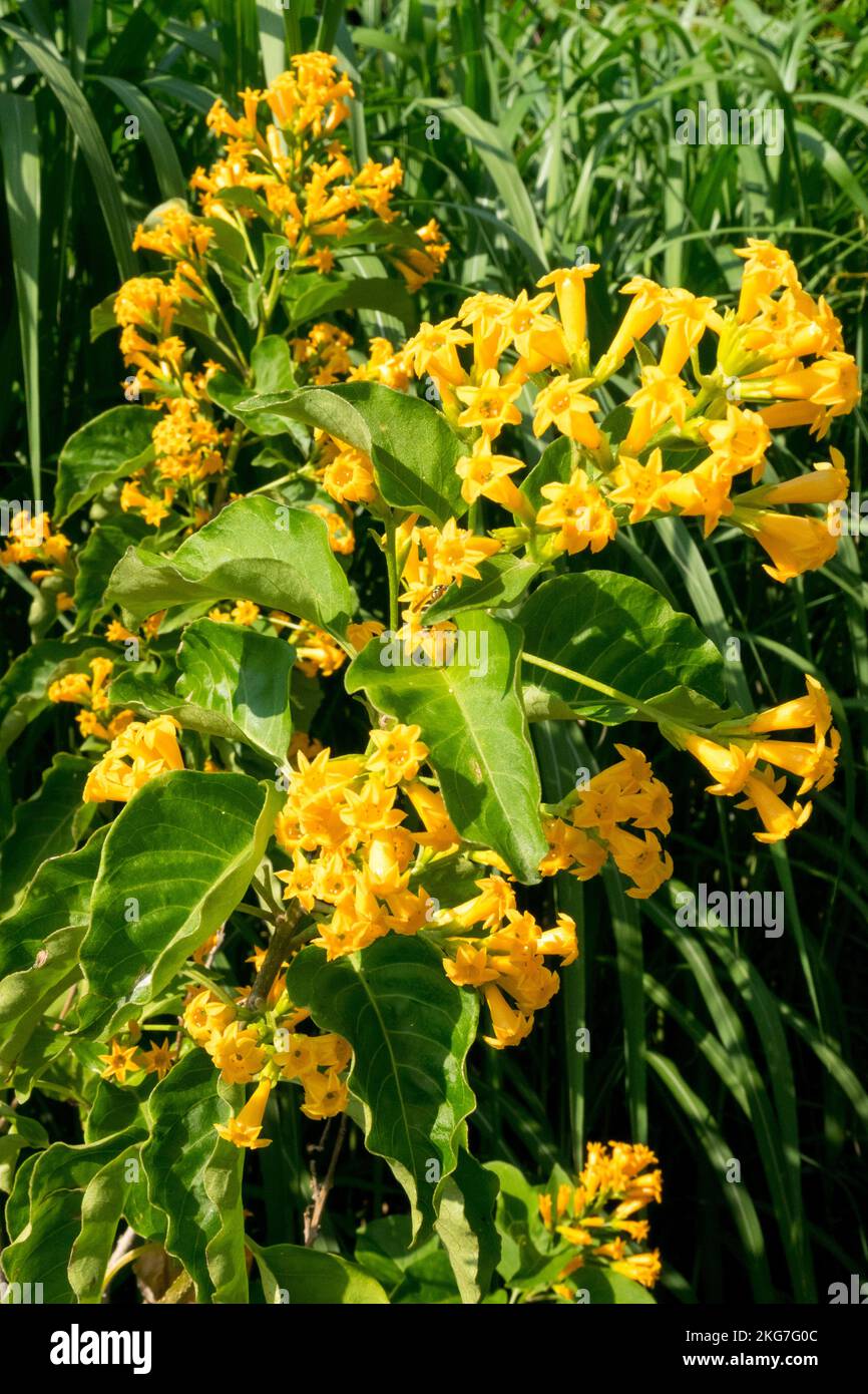 Yellow, Cestrum aurantiacum, Yellow Shrub Jessamine, Blooming Stock Photo