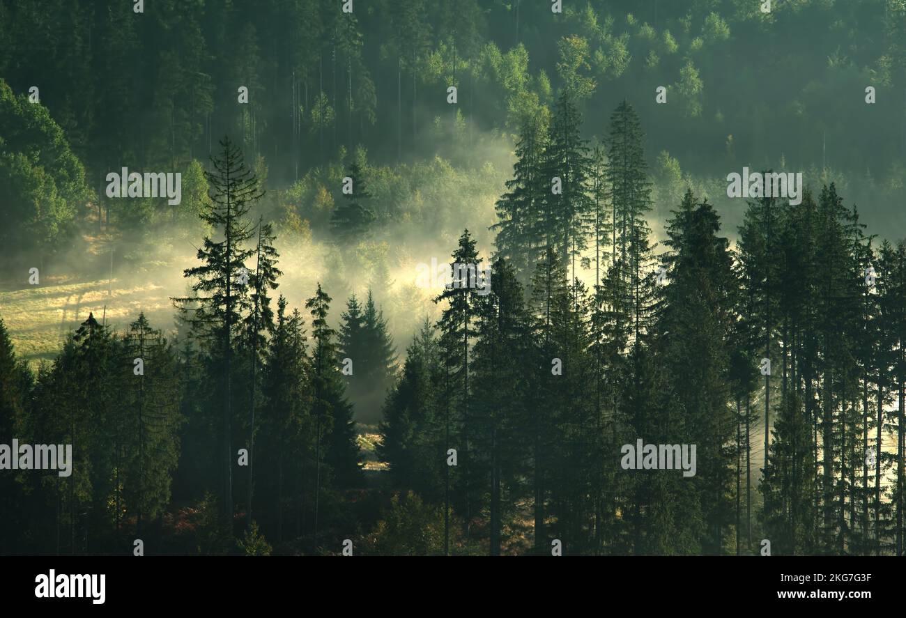 Trees in mist Stock Photo