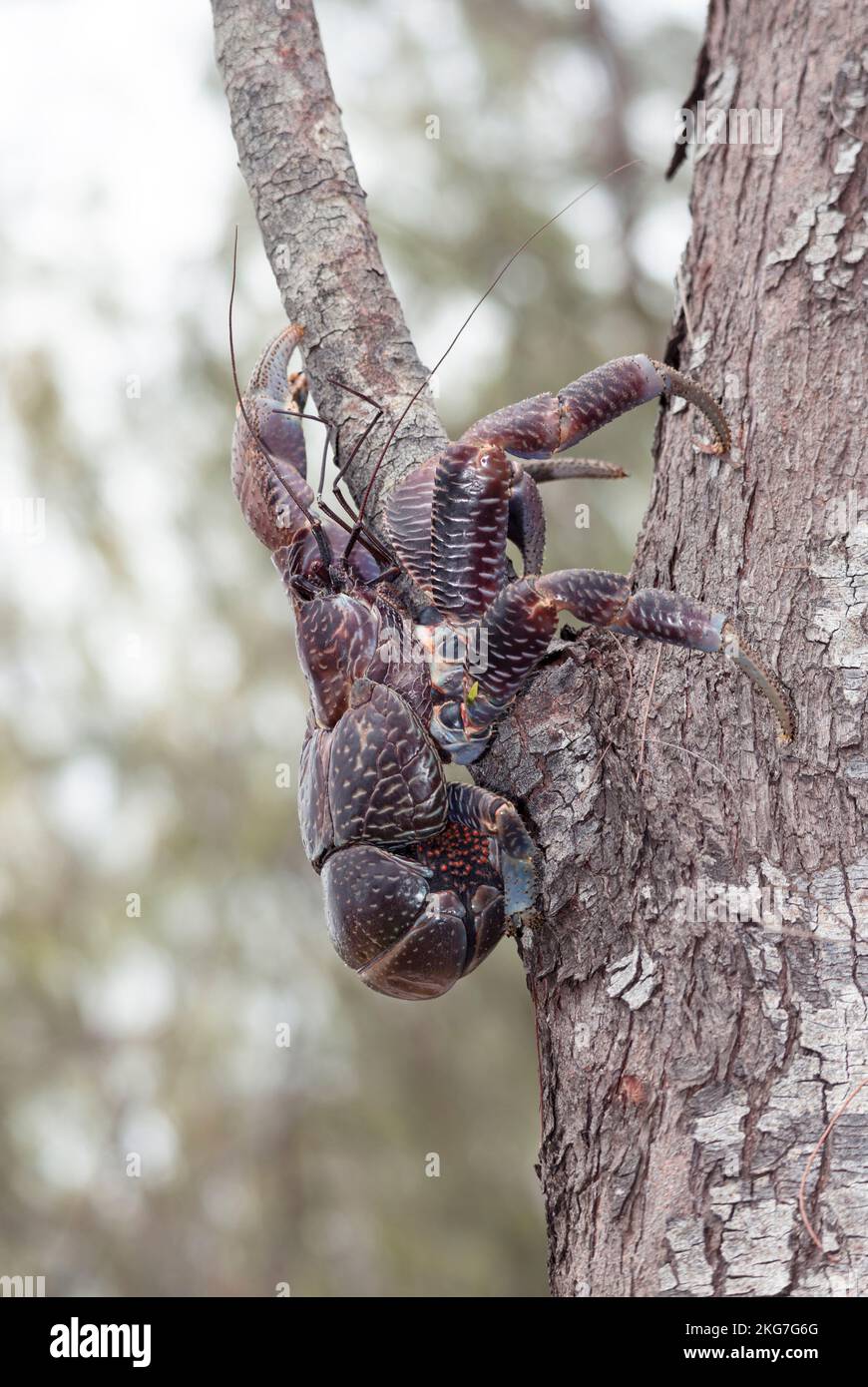 A juvenile male Robber, or Coconut Crab. They are the largest member of the Hermit Crab family and have become independent of their marine background. Stock Photo