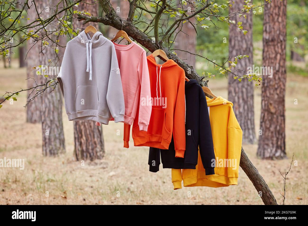 Several multicolored hoodies hang on hangers in a tree. Demonstration