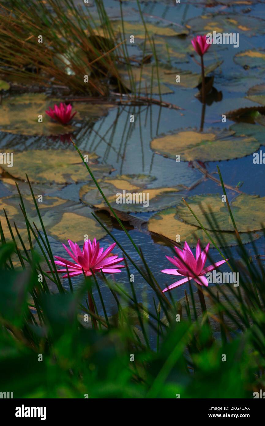 Red orange lotus flowers lotus hires stock photography and images Alamy
