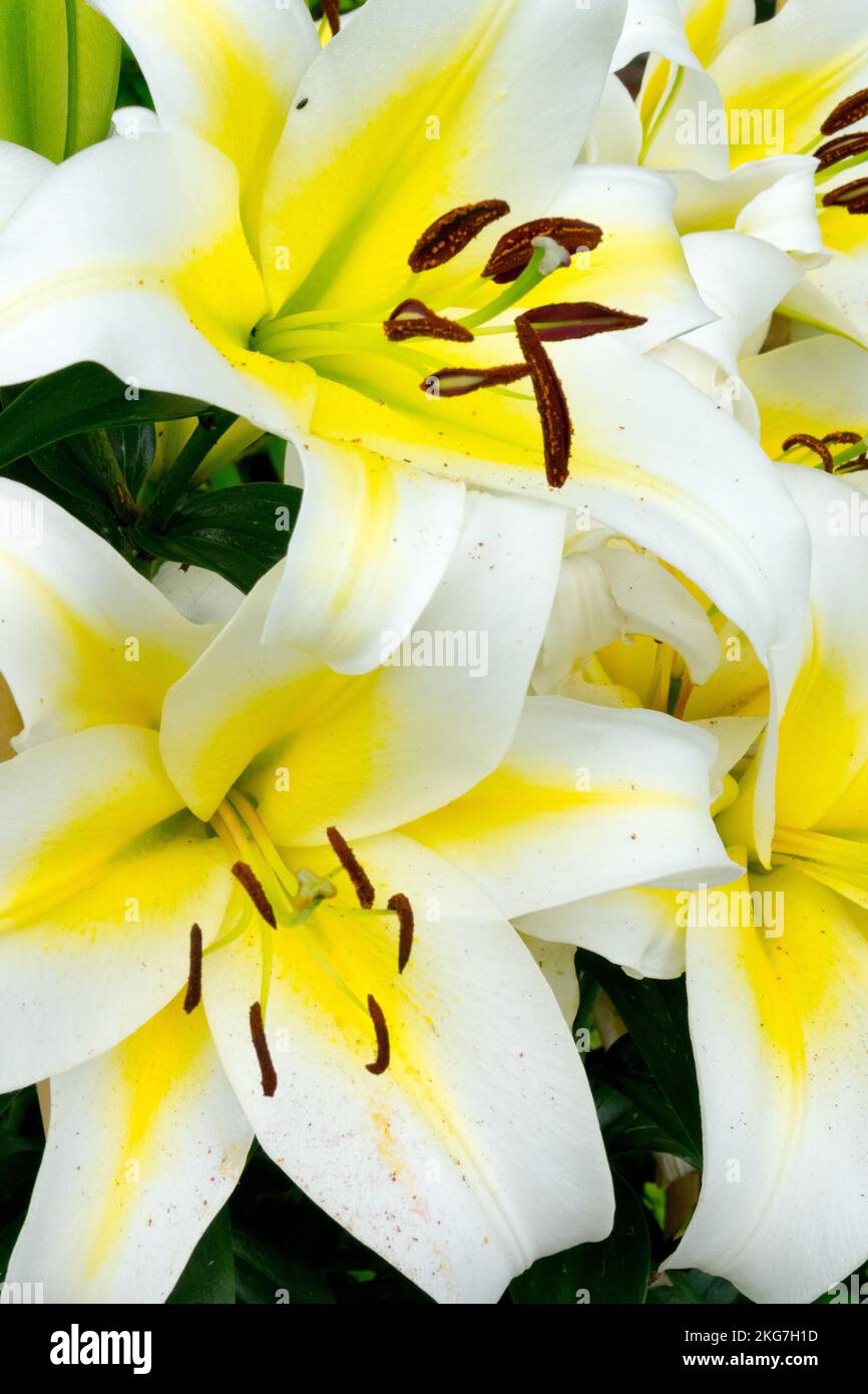 White, Lilies, Yellow centre, Flower, Lilium, Hybrid, Lily, Blooms Stock Photo