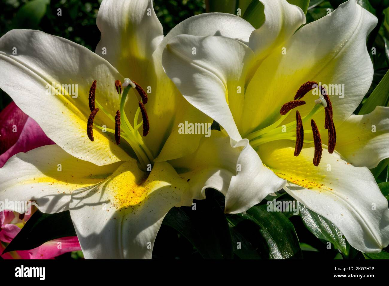 White Lilium 'Budlight' Beautiful Lilies Blooms Bicoloured Flowers Blooming Lily White Yellow Flower Flowering Cultivar OT Hybrid Long-lived Bicolour Stock Photo