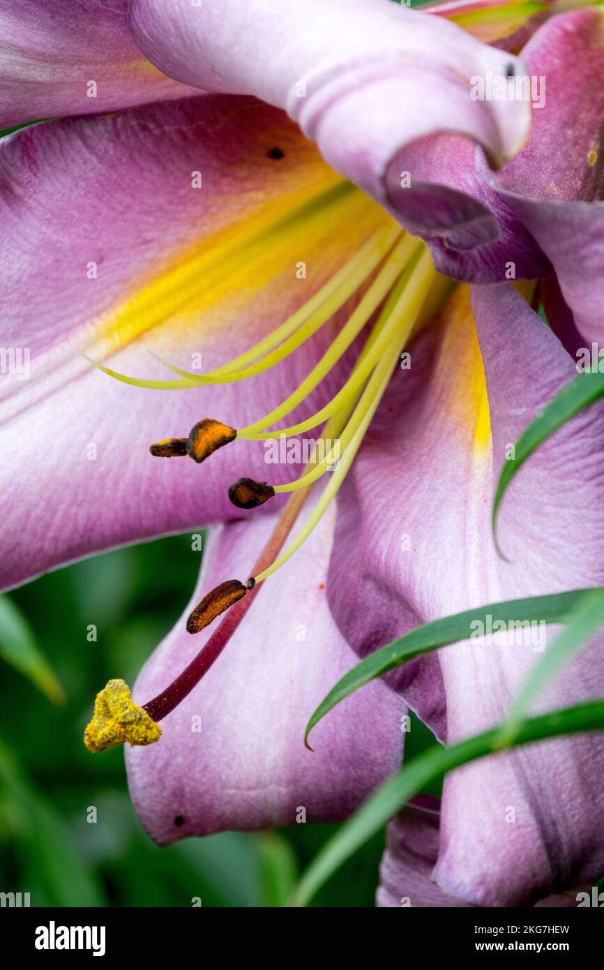 Lilium 'Pink Perfection', Bloom Stock Photo