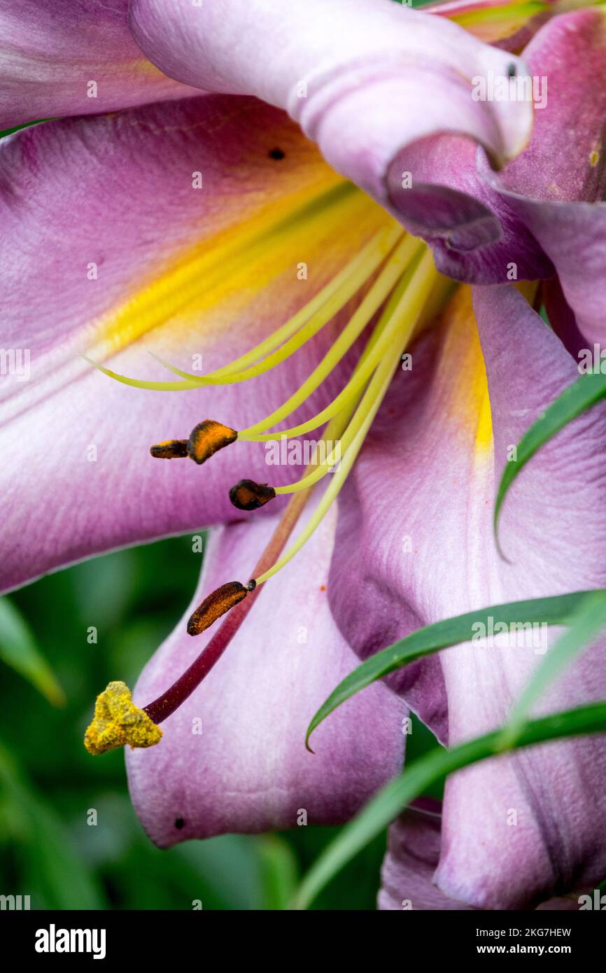 Lilium "Pink Perfection", Bloom Stock Photo - Alamy