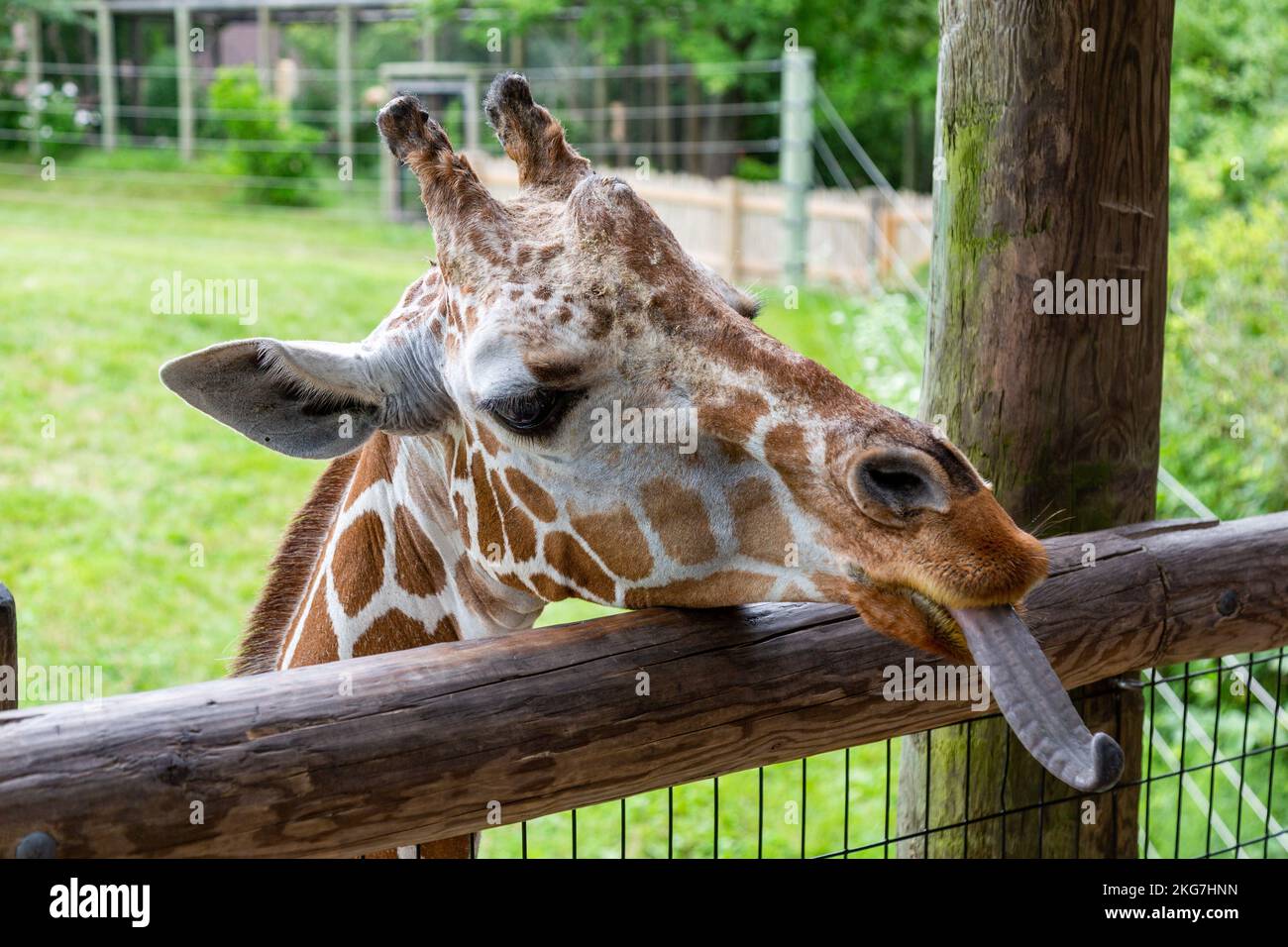 A reticulated giraffe sticks his long tongue out as peers over the fence at the Fort Wayne Children's Zoo in Fort Wayne, Indiana, USA. Stock Photo