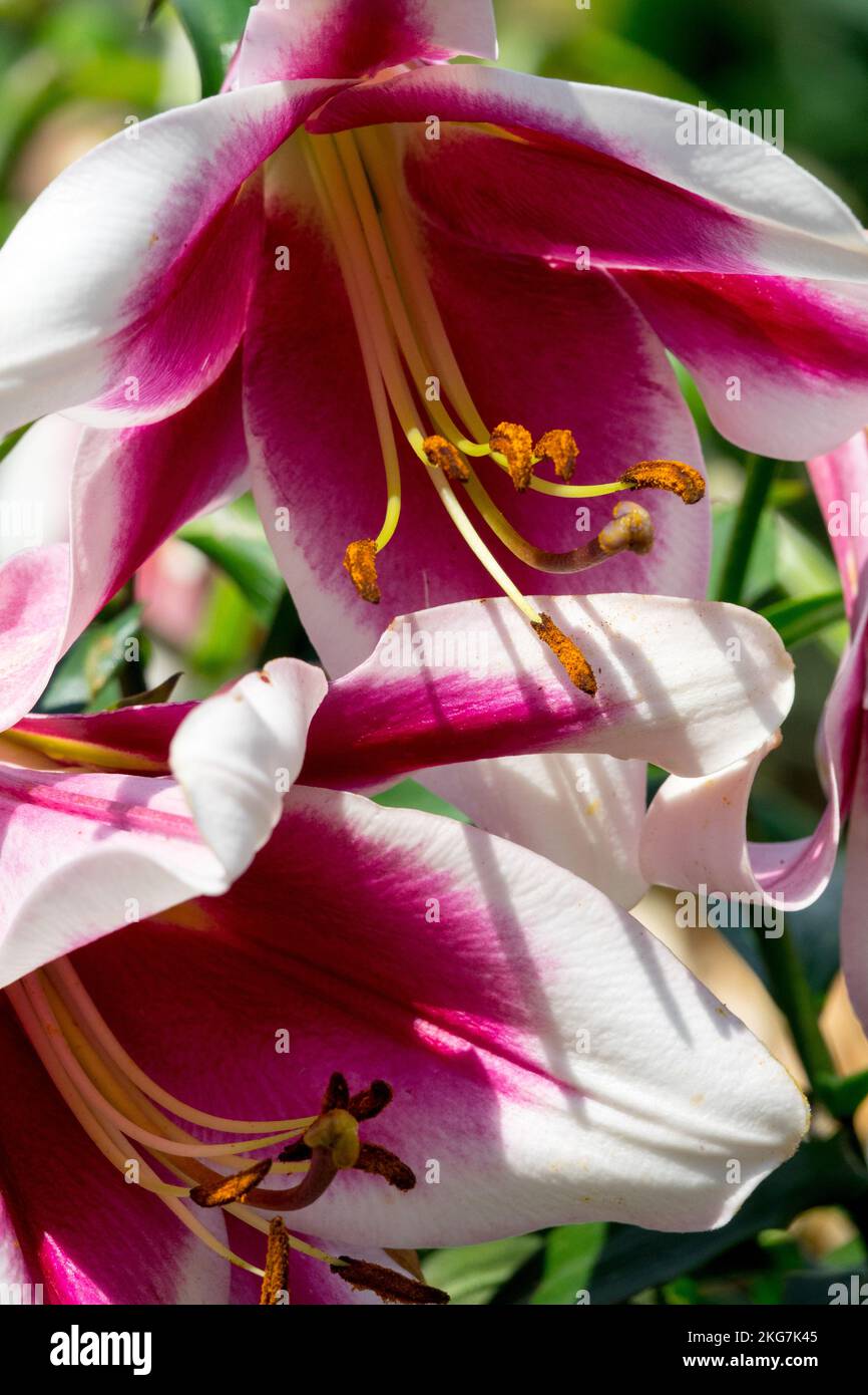 Purple White, Lilies, Blooms, Lilium "Friso Stock Photo Alamy