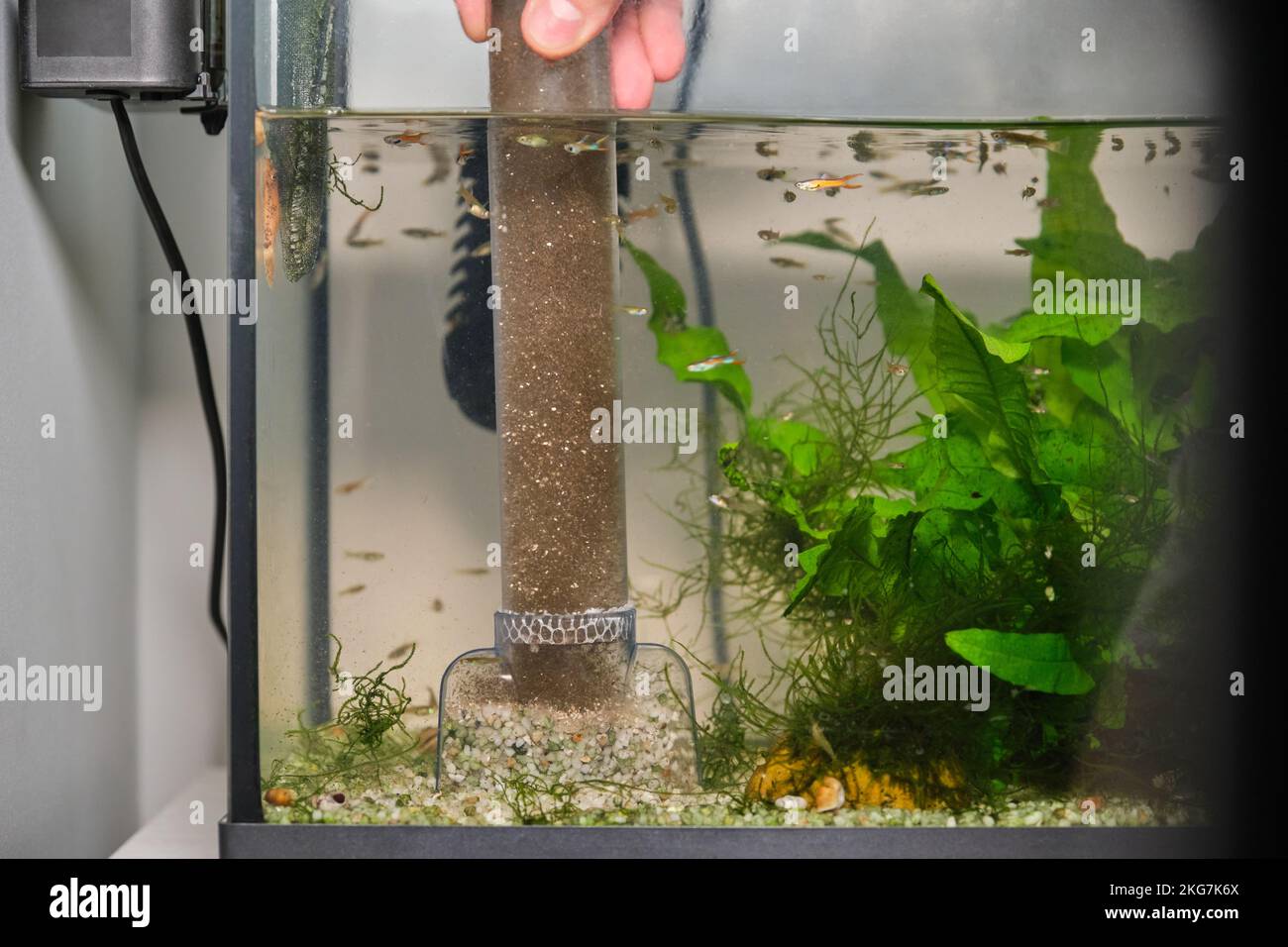 Close up of a hand pumping out water to clean up the substrate in a