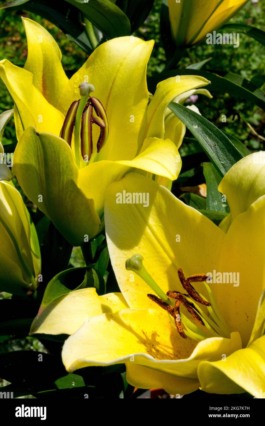 Yellow, Lilium Festone, Lily, Hybrid, Lilies, July, Blooms Stock Photo