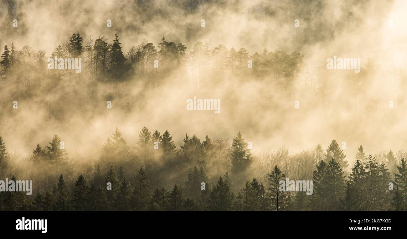 The beautiful view of the foggy forest Stock Photo - Alamy