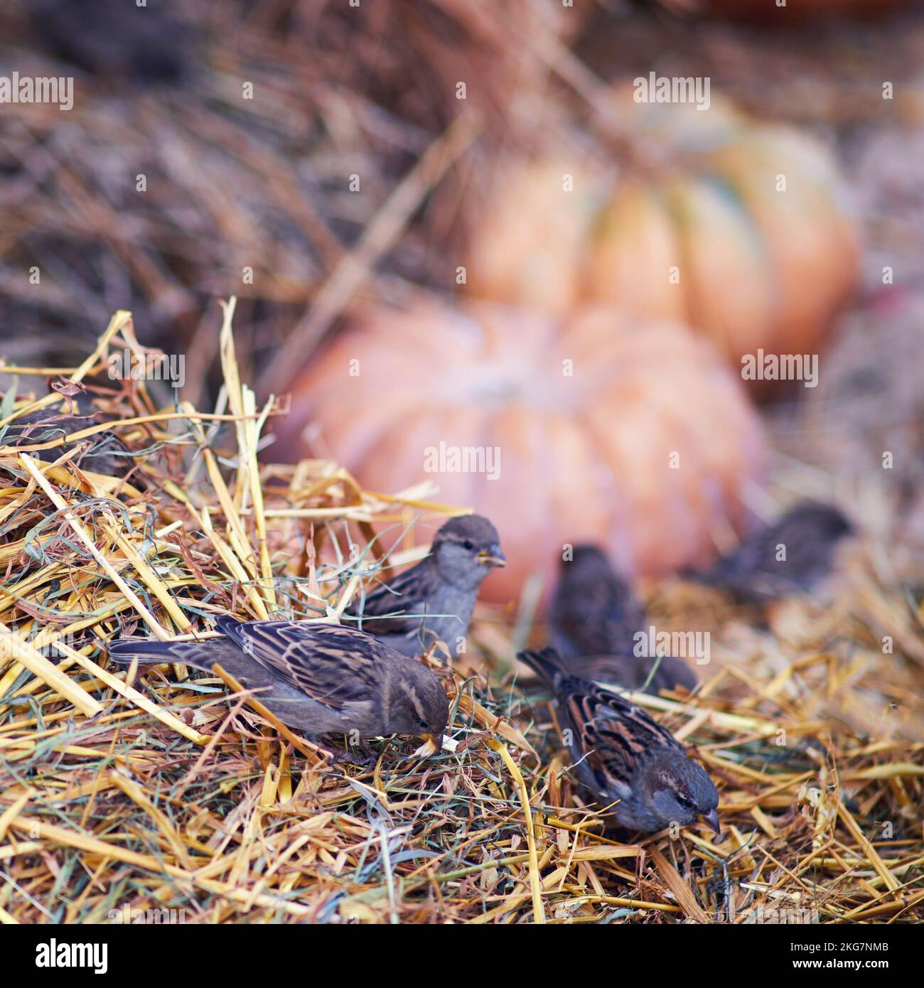 Birds sparrows peck harmful insects in the hay during harvest Stock ...