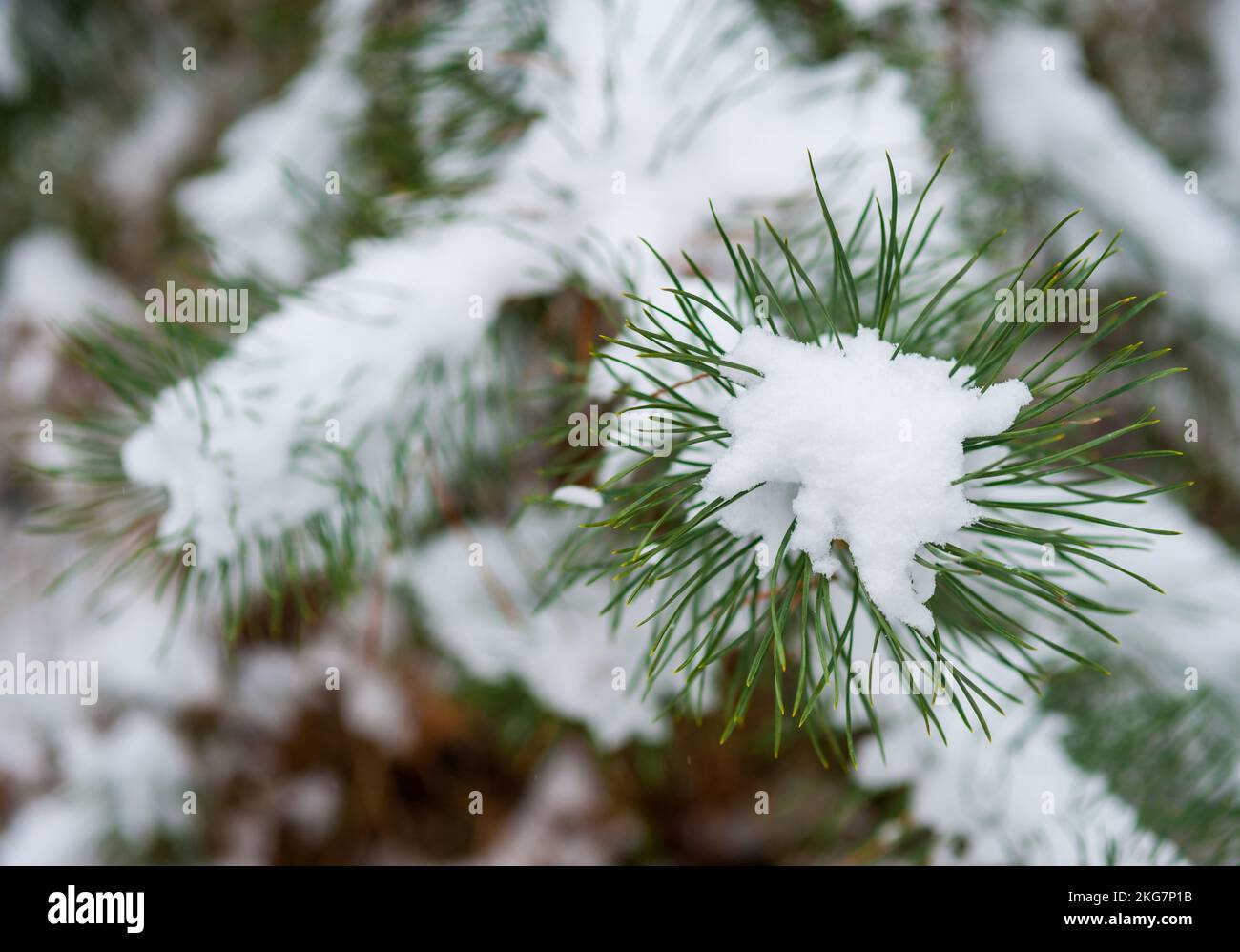 Green branches of a Christmas tree, coniferous saturated tree branches ...