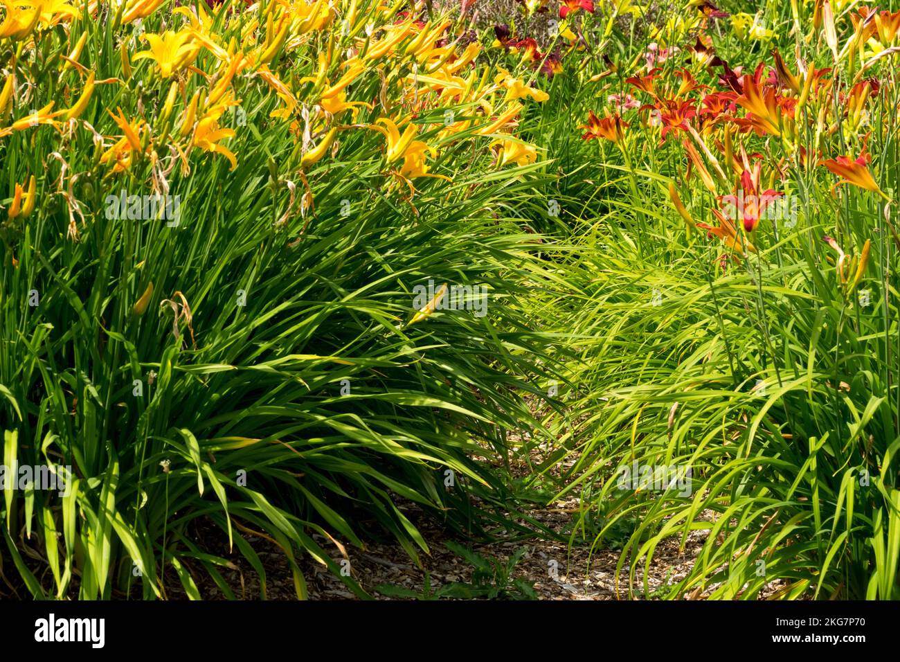 Hemerocallis in garden Stock Photo
