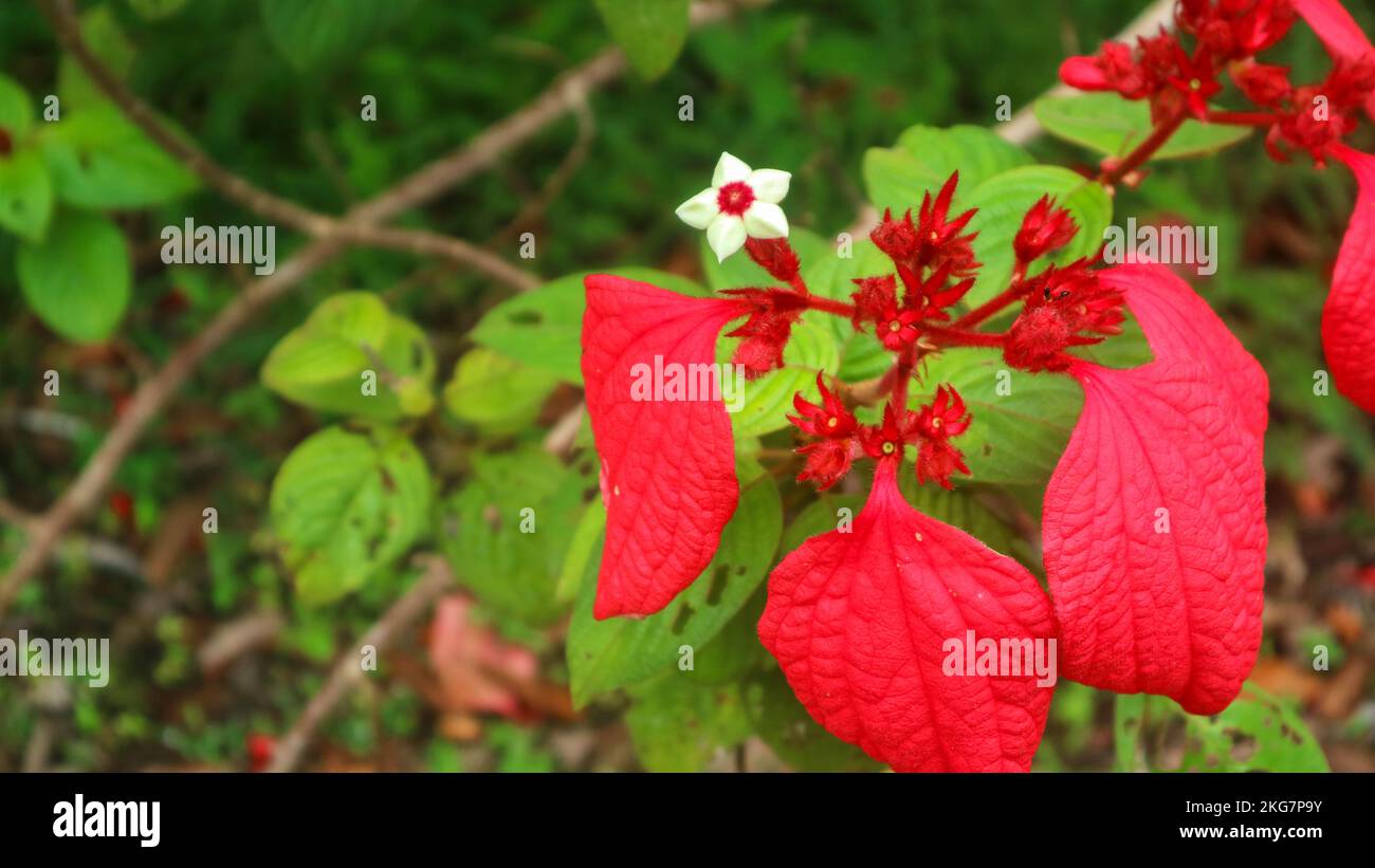 beautiful and amazing red Mussaenda erythrophylla flower Stock Photo