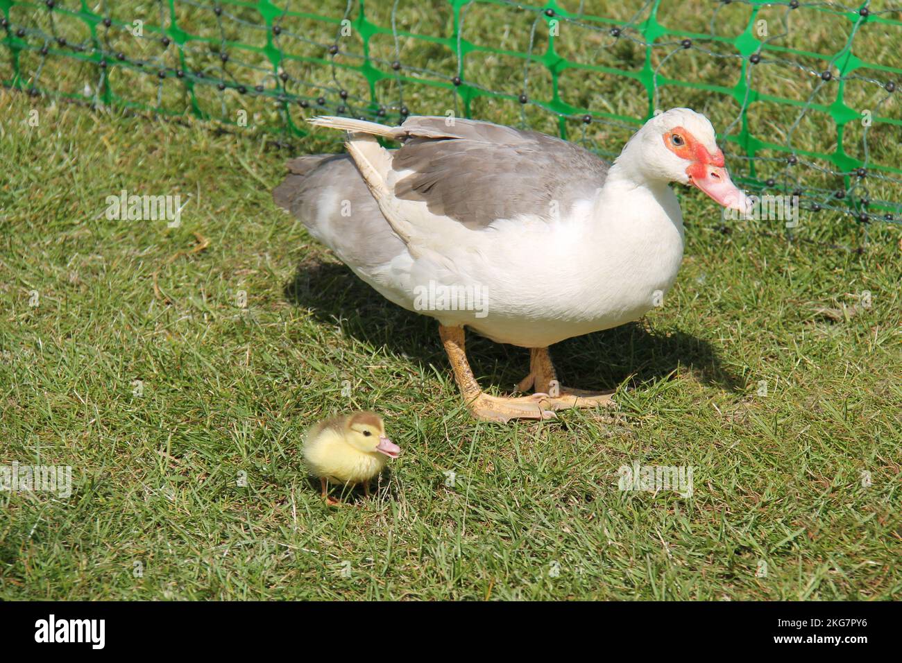 An Adult Mother Duck with a Baby Chick. Stock Photo