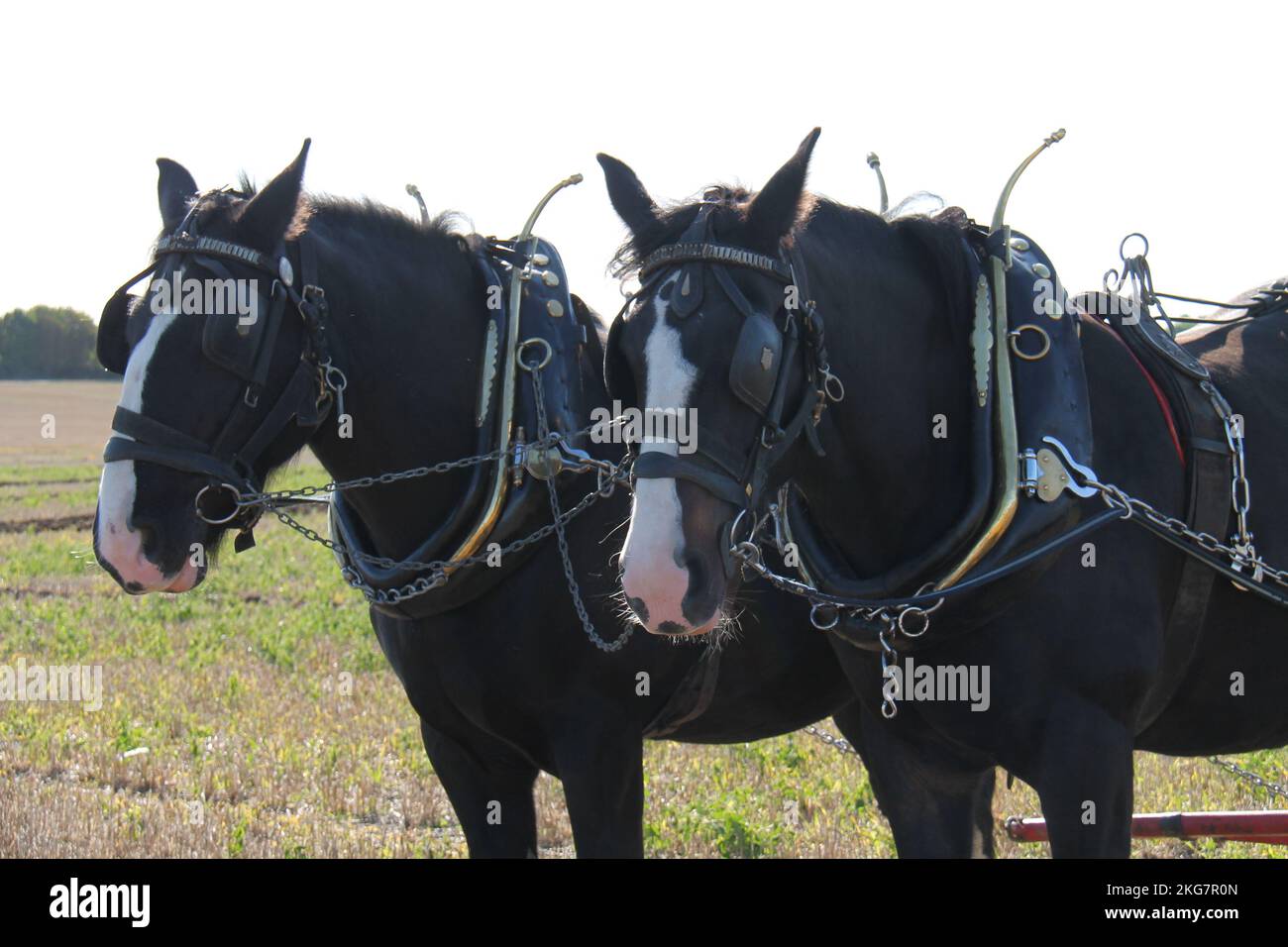 Two Magnificent Large Farm Working Shire Horses. Stock Photo