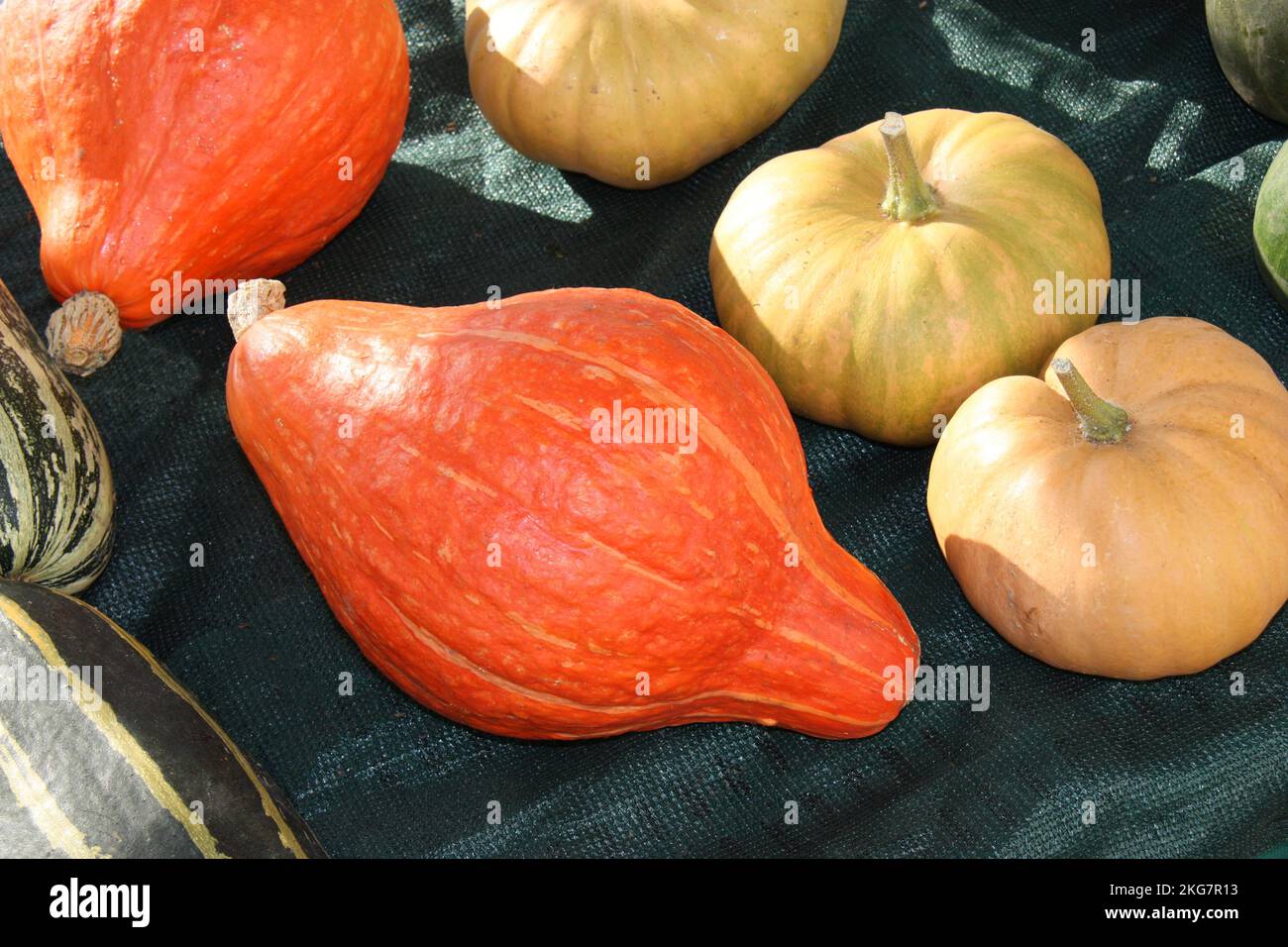 A Collection of Different Types of Pumpkins. Stock Photo