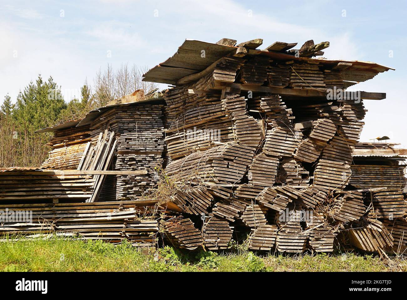 Tottering piles of hardwood being seasoned. Spotted in the village of