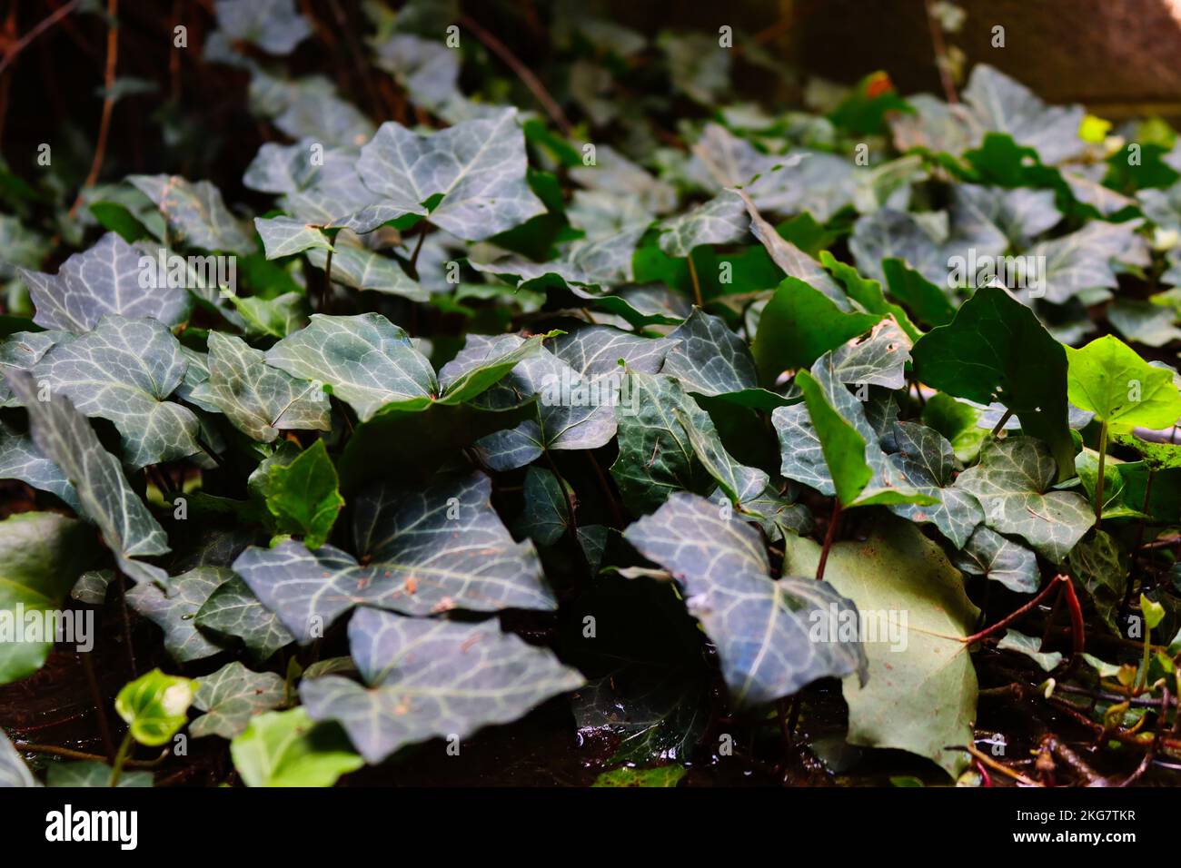 Hedera helix common ivy growing hi-res stock photography and images - Alamy