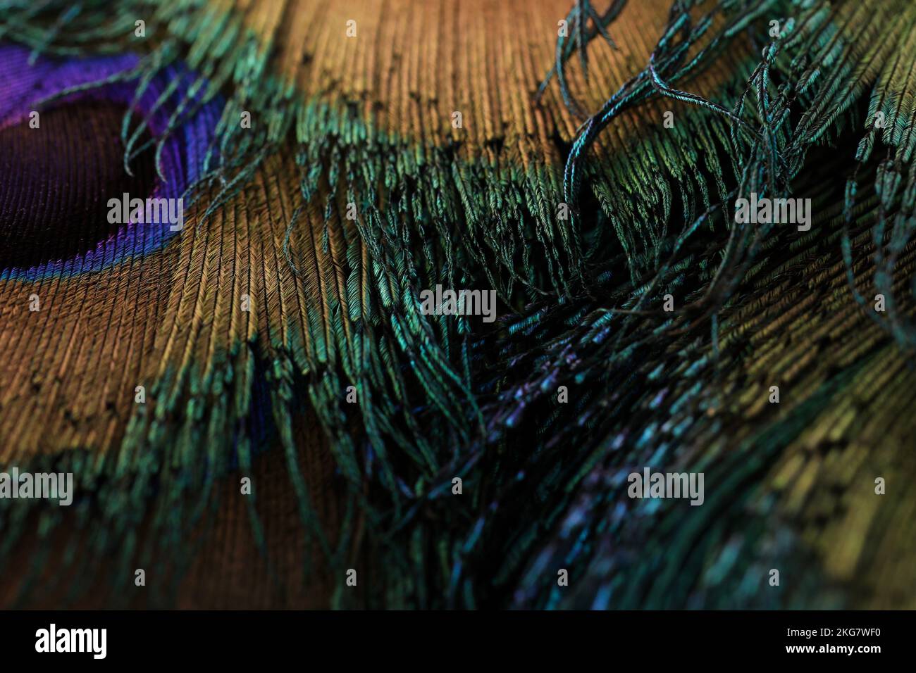 Beautiful dark peacock feather closeup. selective focus. copy space. Stock Photo