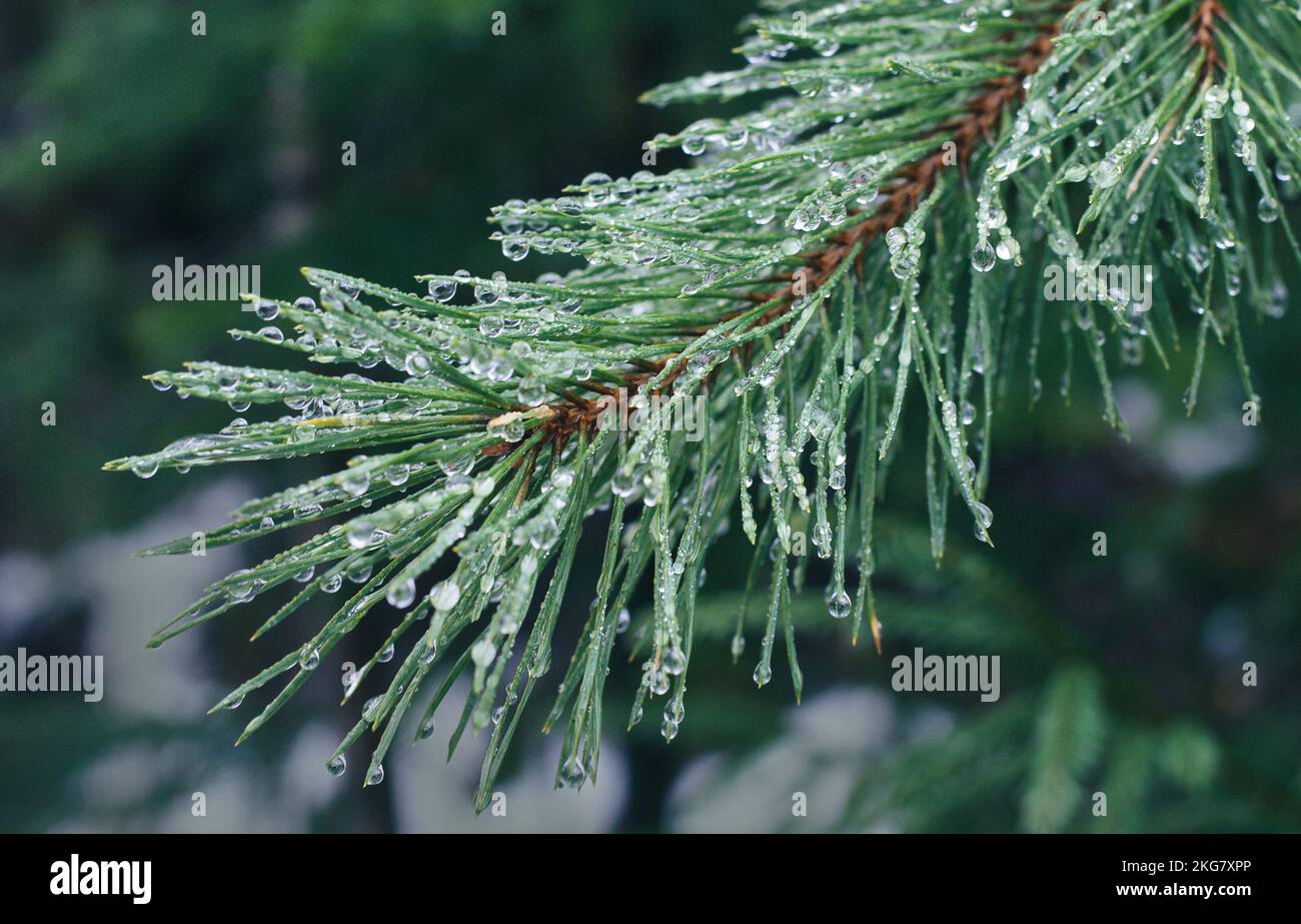 Drops on pine branch in forest Stock Photo