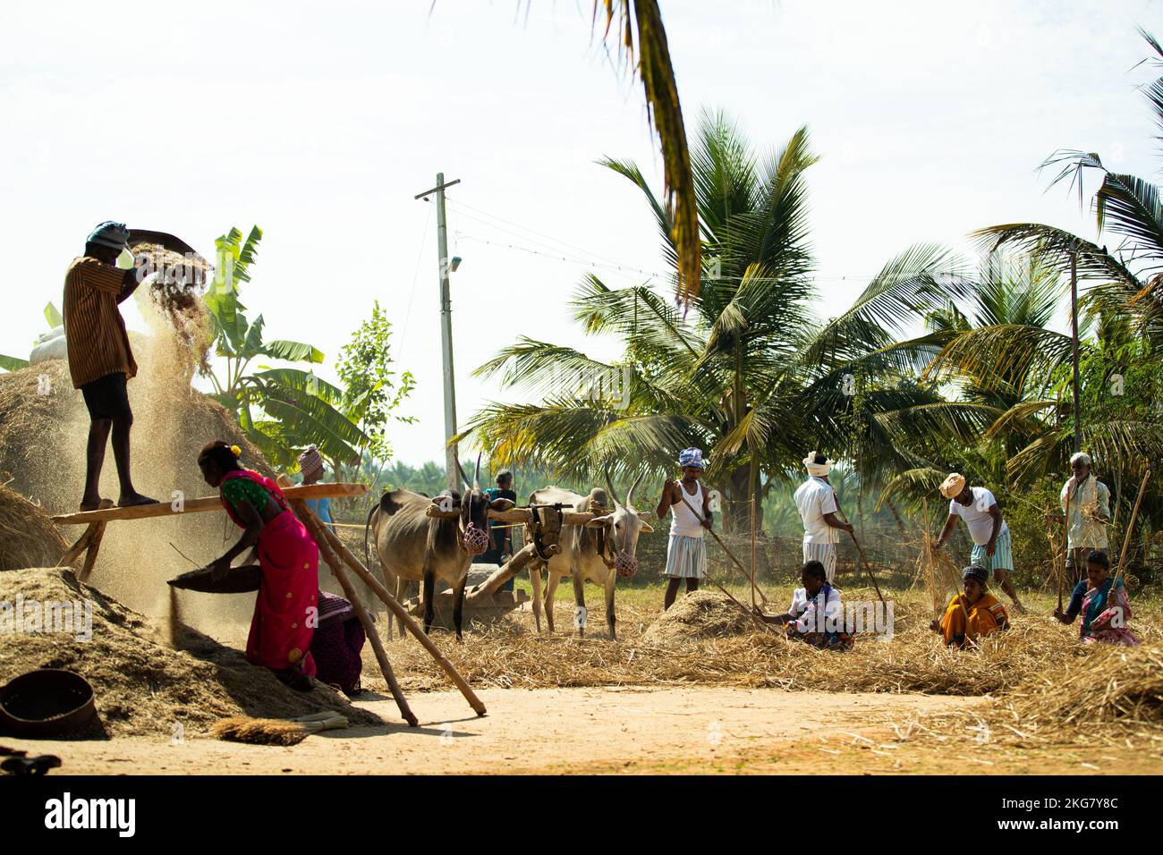 The village farmers working in a paddy field, clearing rice busters in