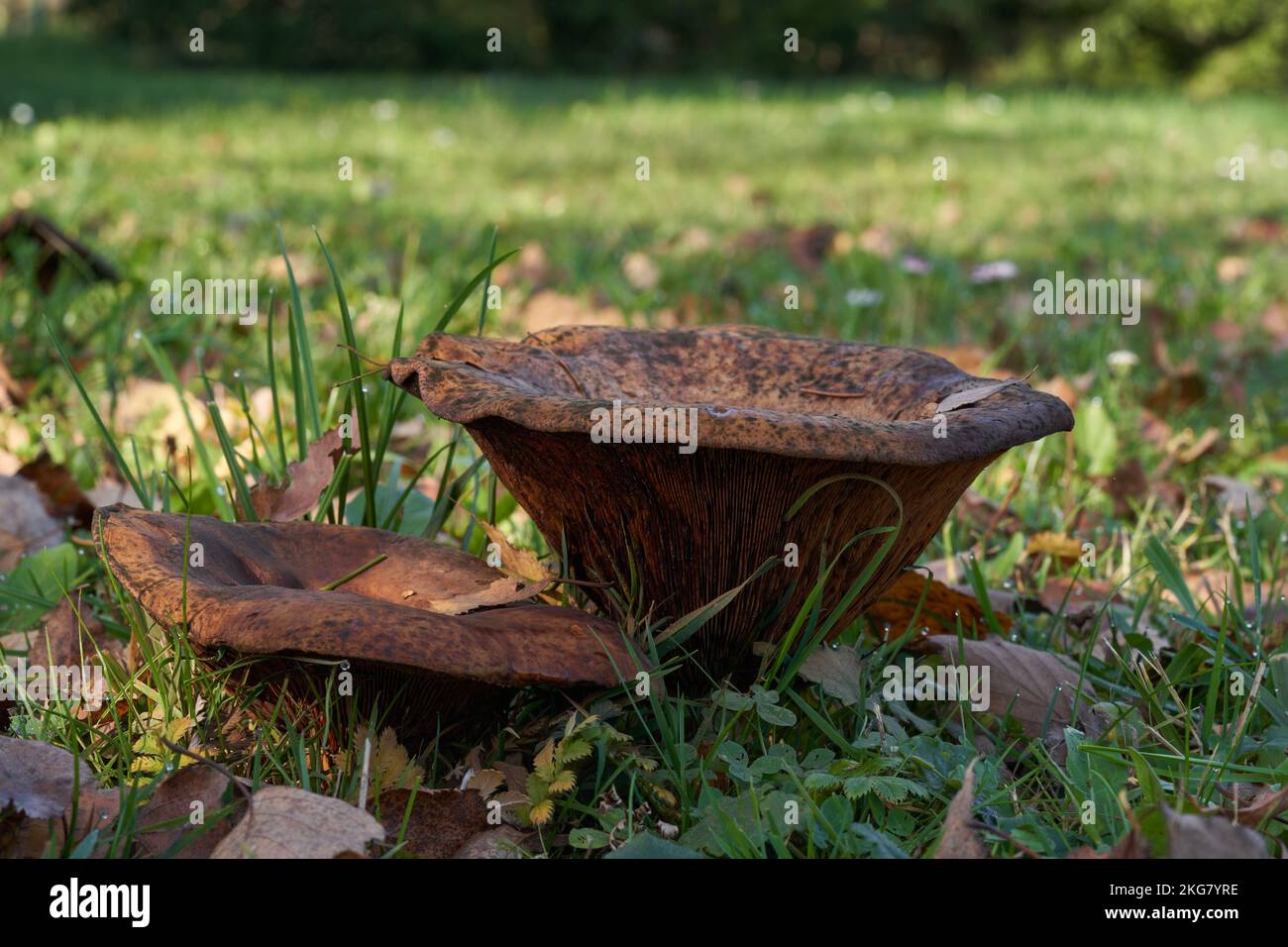 Inedible mushroom Paxillus vernalis in the garden. Wild big mushrooms growing in the grass under birch. Stock Photo