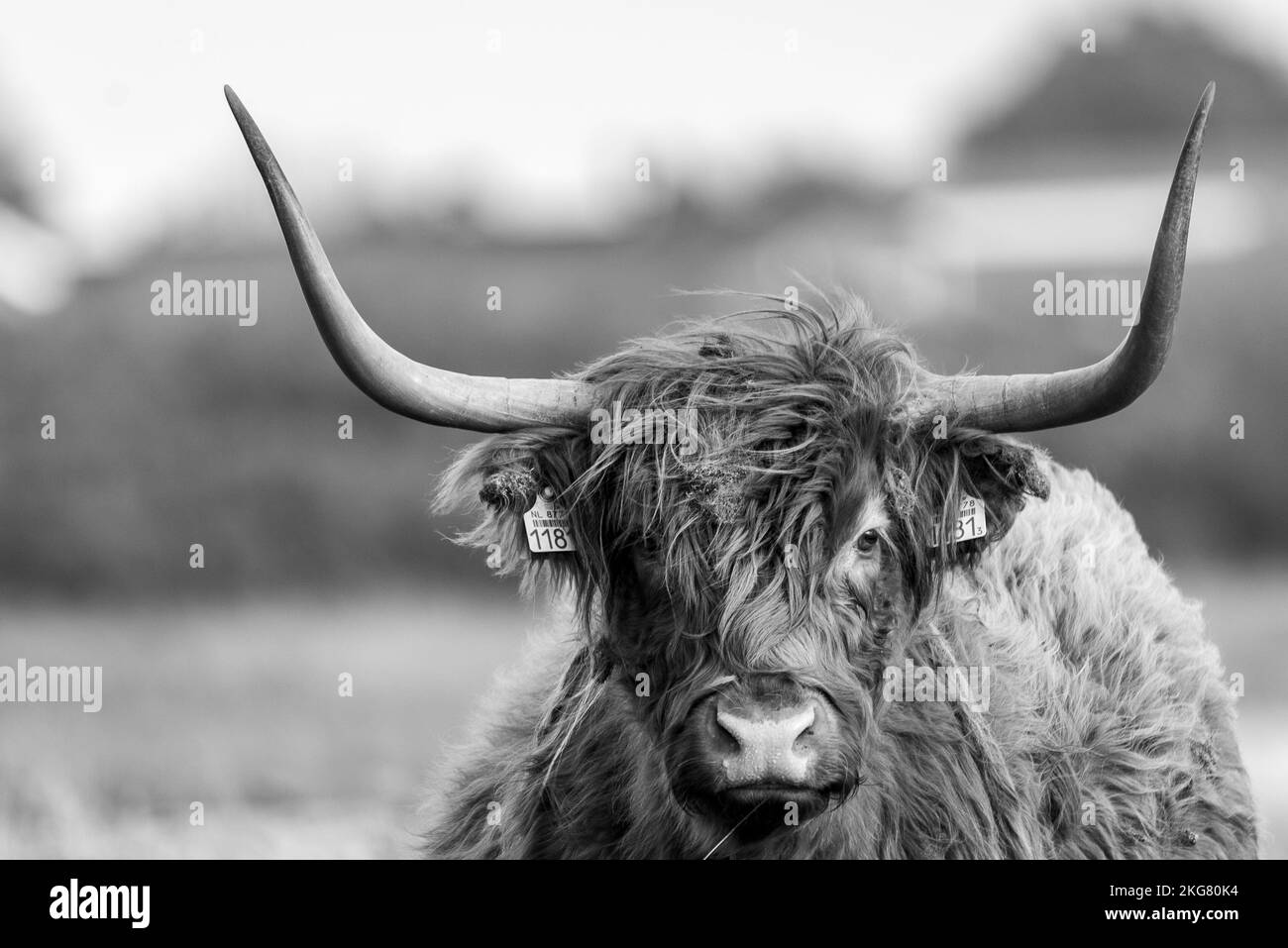 Den Helder, Netherlands. November 2022. Highlander cattle in the wild. High quality photo Stock Photo