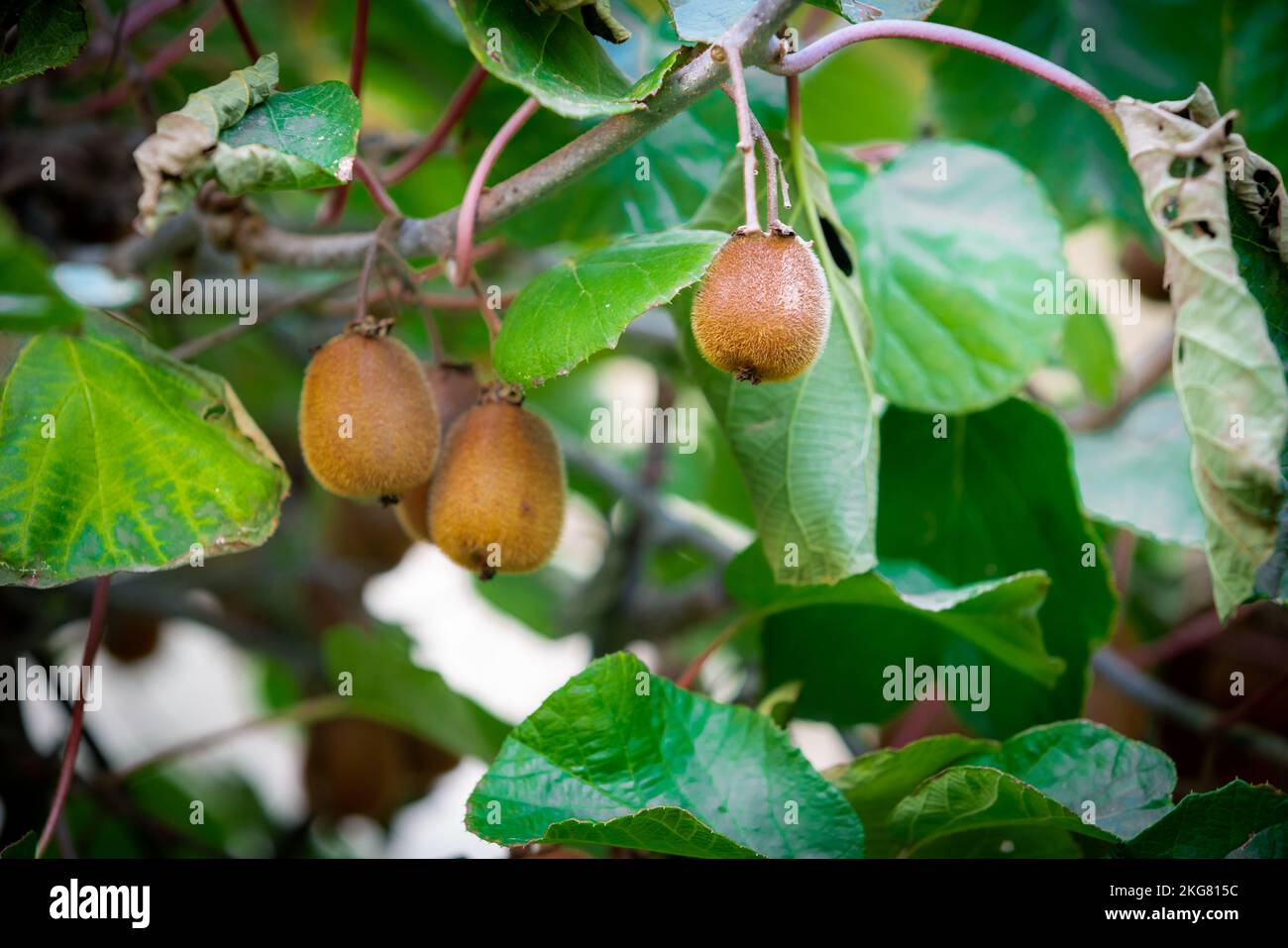 Closeup shot of kiwi plants hanging on tree branches Stock Photo