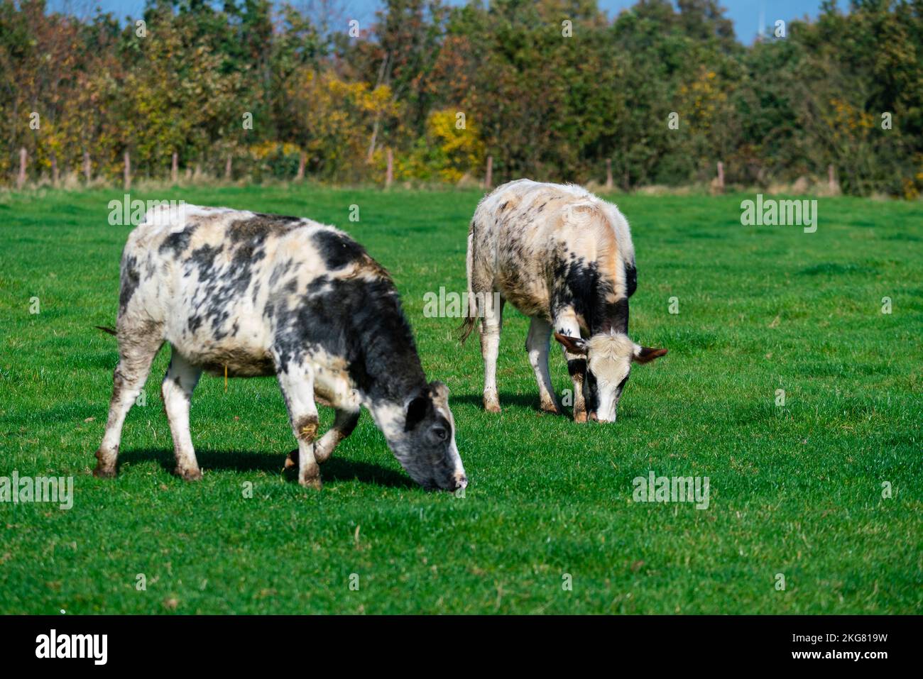 Dairy cows grazing on lush green pasture Stock Photo - Alamy