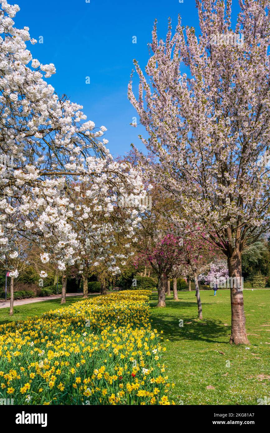 Beautiful nature scene with blooming tree and sun flare. Spring ...
