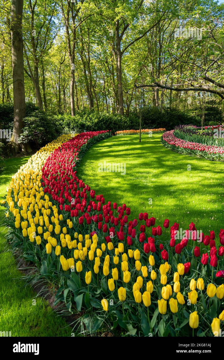 tulip flowers on flowerbed in city park Stock Photo