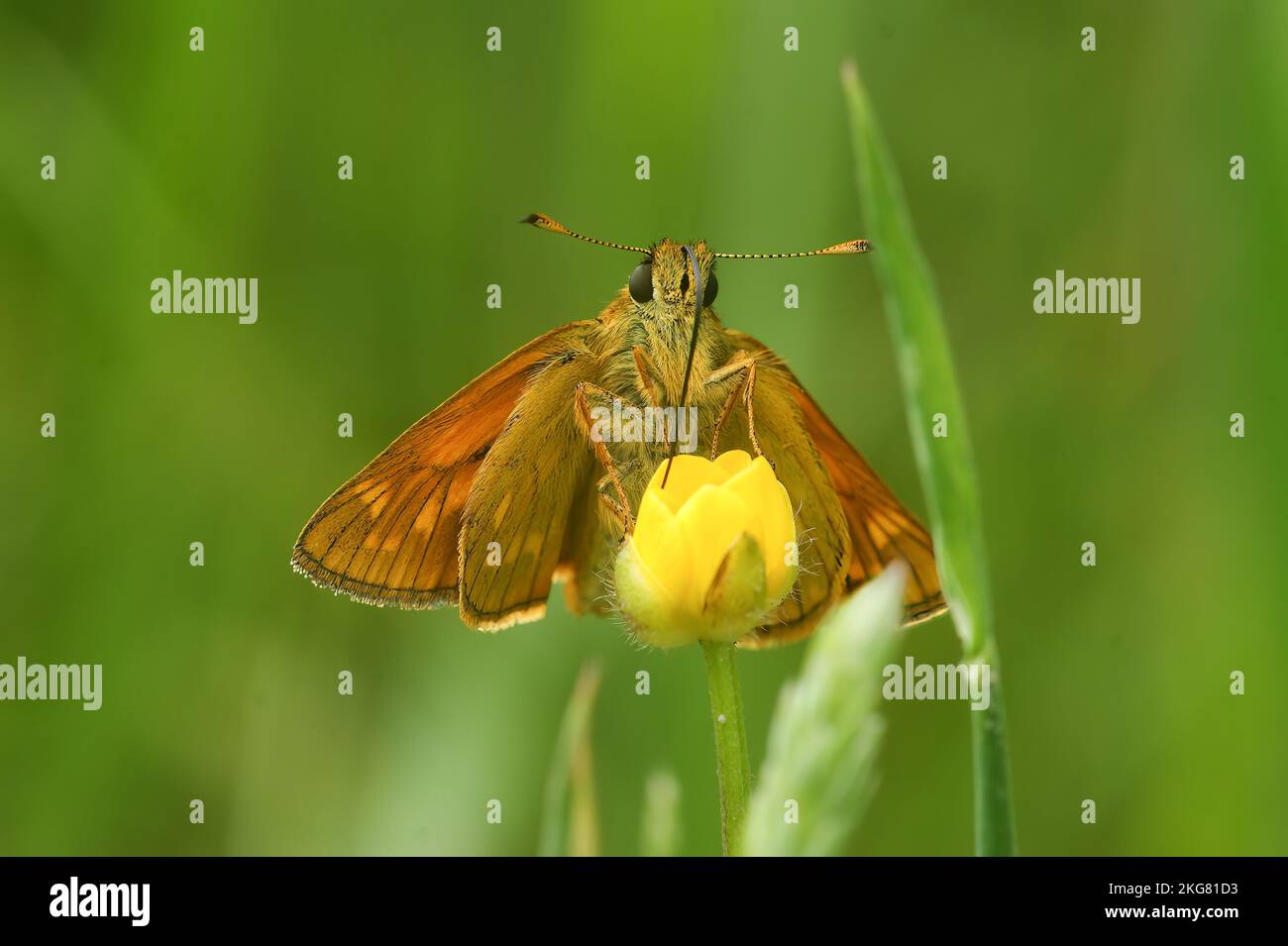 A frontal closeup of adorable Large skipper butterfly on yellow flower in the green meadow Stock Photo