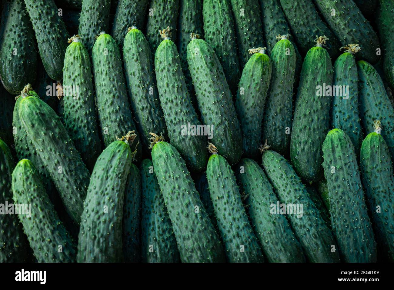 Fresh cucumber background. Green cucumbers Stock Photo