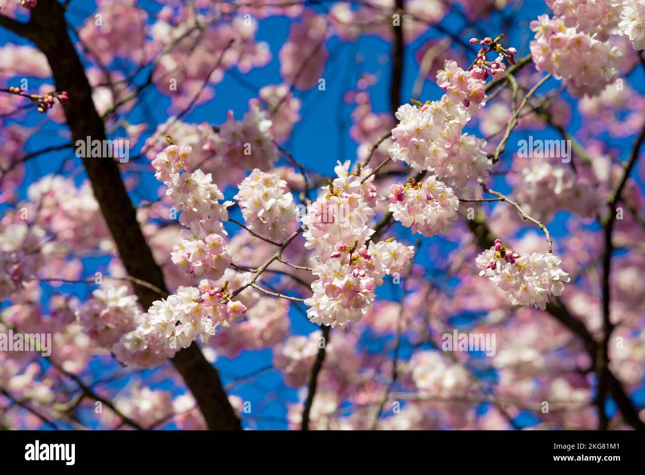 Spring Cherry blossoms, pink flowers Stock Photo - Alamy