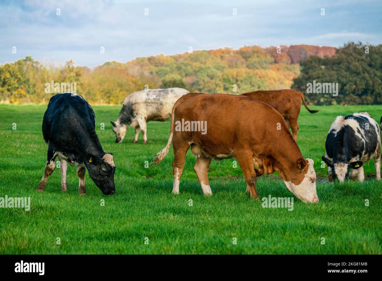 Dairy cows grazing on lush green pasture Stock Photo - Alamy