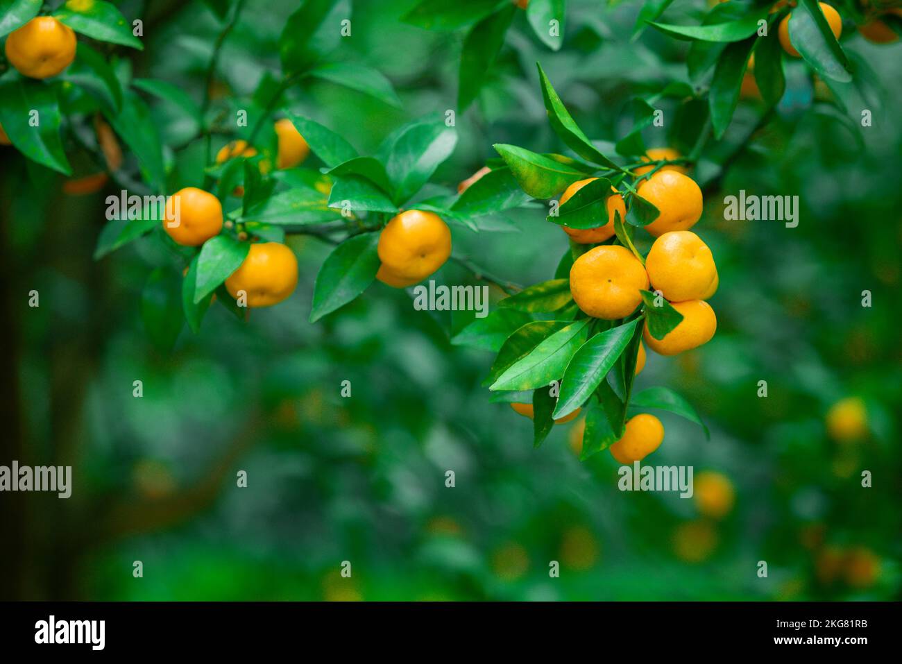 Mandarins ripened on the green tree branch in orchard Stock Photo