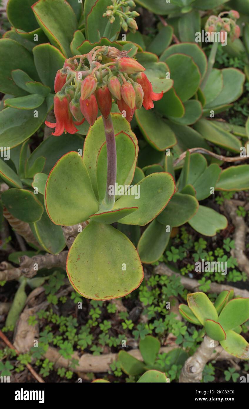 Pig's ear (cotyledon orbiculata) closeup Stock Photo Alamy